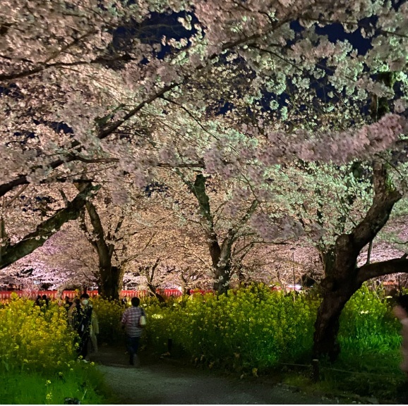 平野神社　夜桜ライトアップ